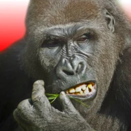 飞行大猩猩 Android下载