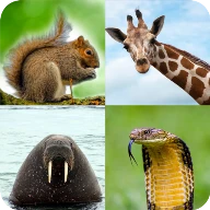 Animal Quiz Guess the Animal Android下载