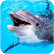 The Dolphin Android下载