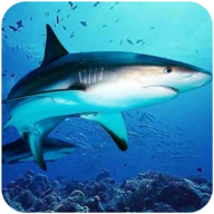 The DogFish Android下载