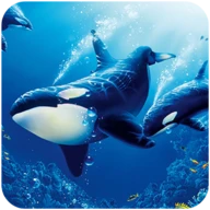 The Killer Whale Android下载
