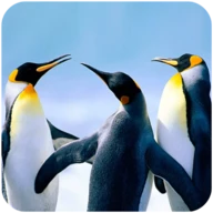 The Penguin Android 123云盘下载