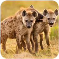 The Hyena Android下载