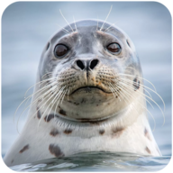 The Seal Android 123云盘下载